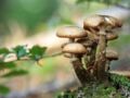 Comment reconnaître un champignon comestible ?