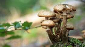 Comment bien choisir les champignons ? : Femme Actuelle Le MAG