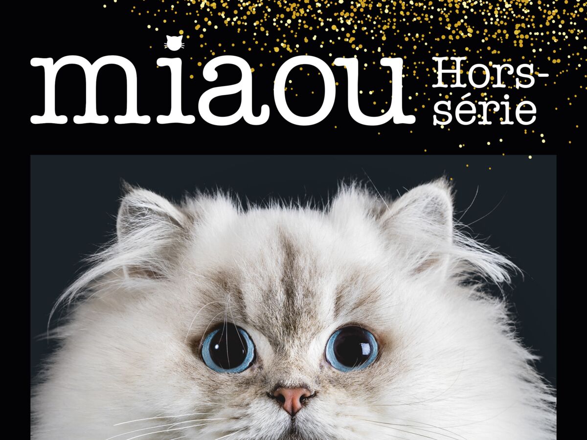 Miaou Les Chats Photographies Comme Des Stars De Cinema Femme Actuelle Le Mag