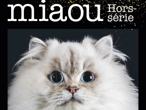 MIAOU : Les chats photographiés comme des stars de cinéma