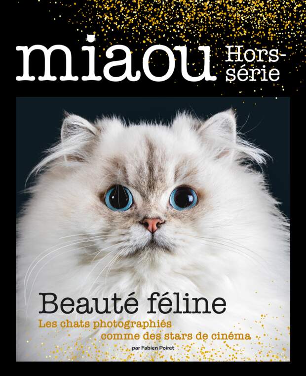 Miaou Les Chats Photographies Comme Des Stars De Cinema Femme Actuelle