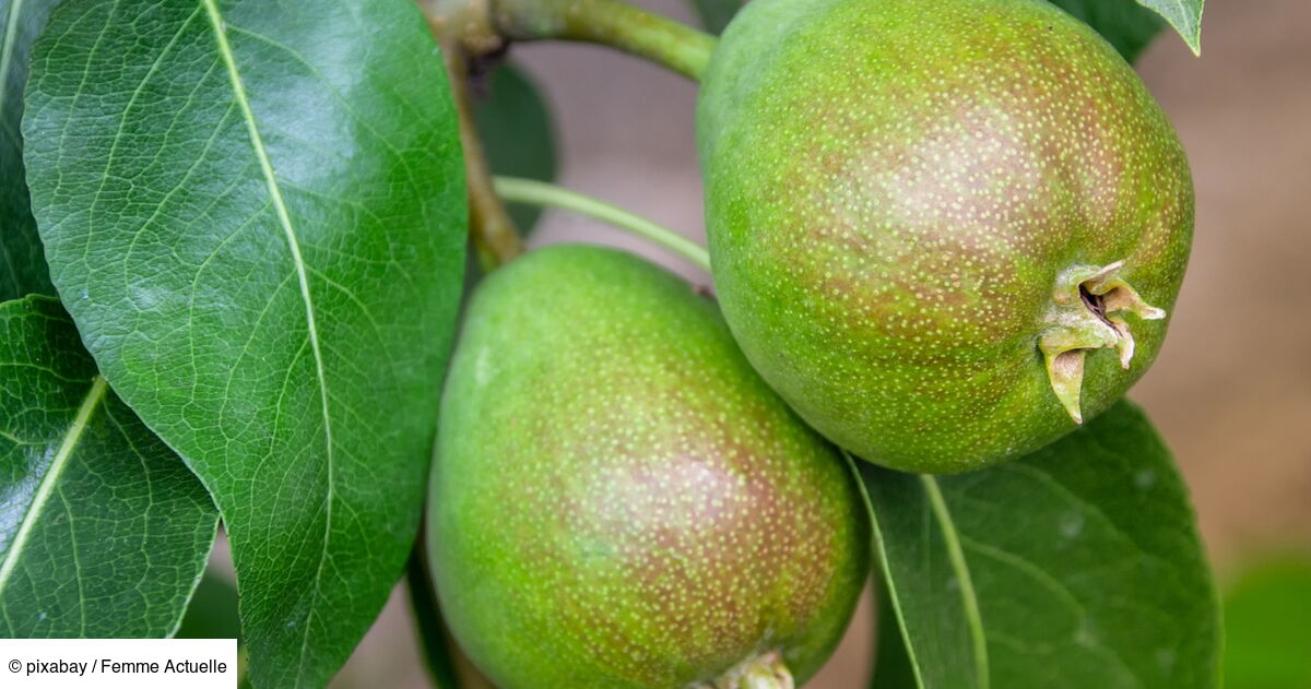 Comment faire mûrir des poires ? : Femme Actuelle Le MAG