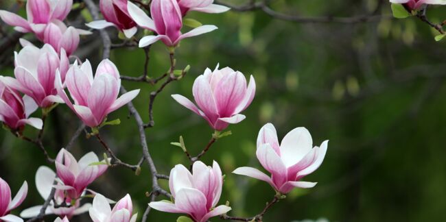 Zoom sur le magnolia, la fleur fétiche d'Henri Matisse