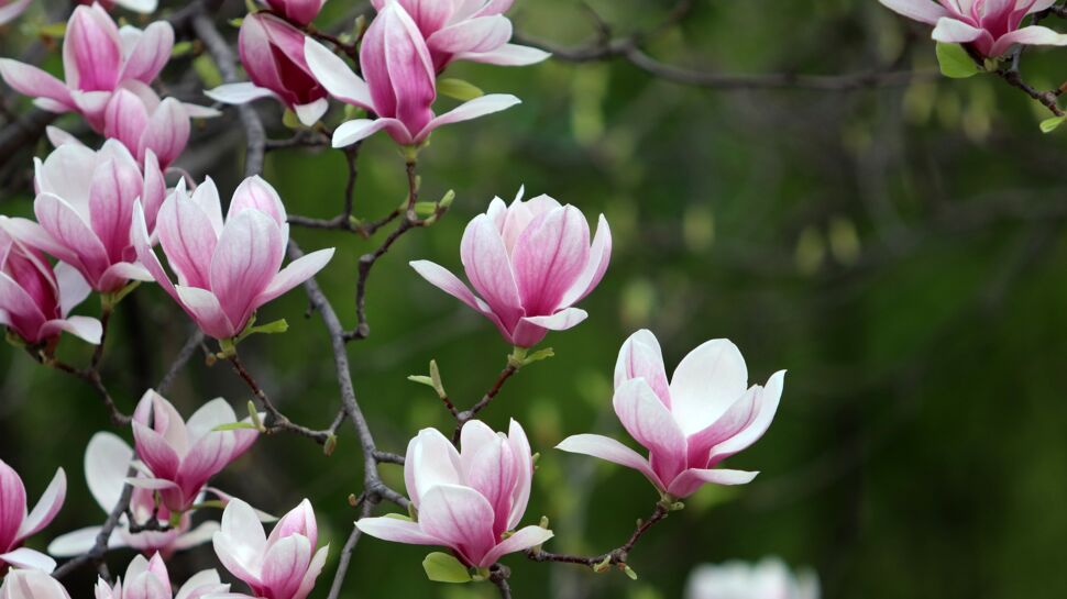 Zoom sur le magnolia, la fleur fétiche d'Henri Matisse