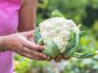 Chou-fleur minceur : le nouveau légume tendance des recettes healthy