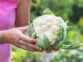 Chou-fleur minceur : le nouveau légume tendance des recettes healthy