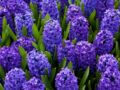 La jacinthe : zoom sur la fleur favorite de la marquise de Pompadour