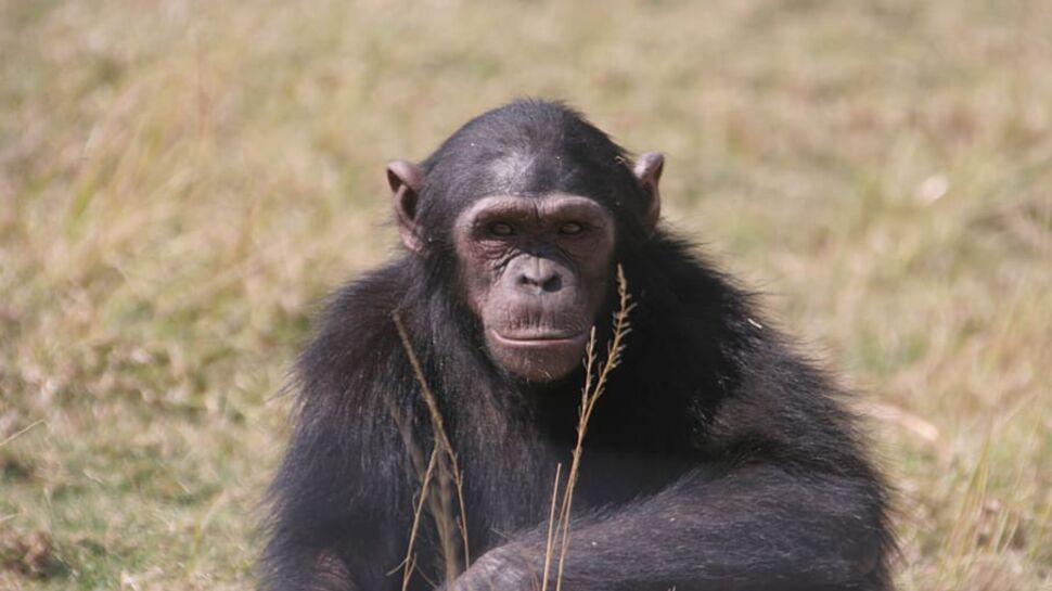 Qui est Cheeta, le chimpanzé de Tarzan, star d’Hollywood ?