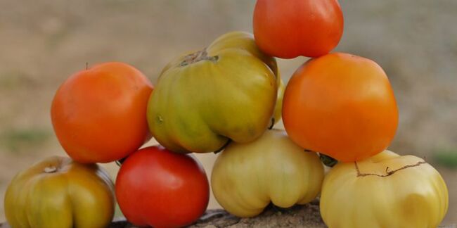 7 variétés de tomates à (re)découvrir