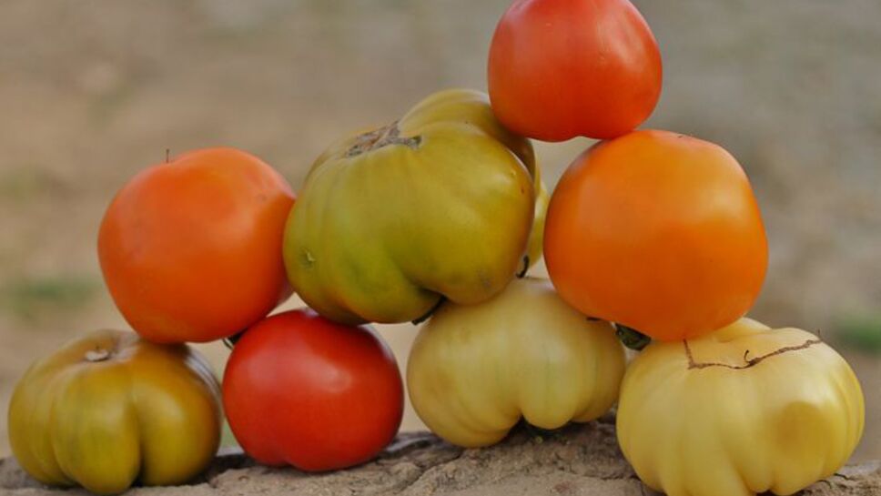 7 variétés de tomates à (re)découvrir