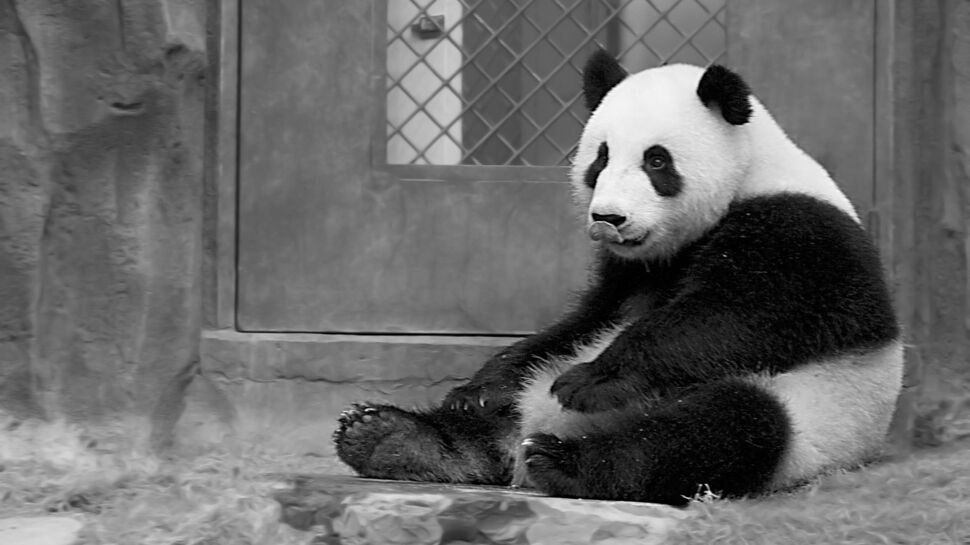 Qui est Chi Chi, le panda mascotte de l’écologie ?