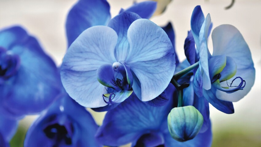 Zoom Sur L Orchidee La Fleur Favorite De Charles Darwin Femme Actuelle Le Mag