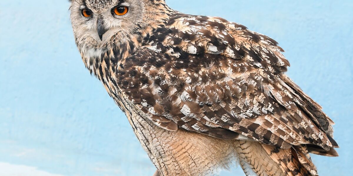 Zoom Sur Les Rapaces De Nos Regions Aigle Botte Vautour Fauve Hibou Femme Actuelle Le Mag