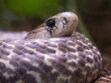 Virus chinois : les serpents pourraient être à l’origine de l’épidémie
