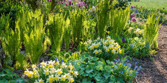 Narcisses, tulipes, forsythias : comment aménager un jardin fleuri