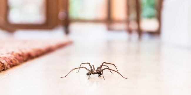 Araignées, mouches, mites, souris, cafards, termites... : 3 recettes naturelles pour se débarrasser des nuisibles dans la maison