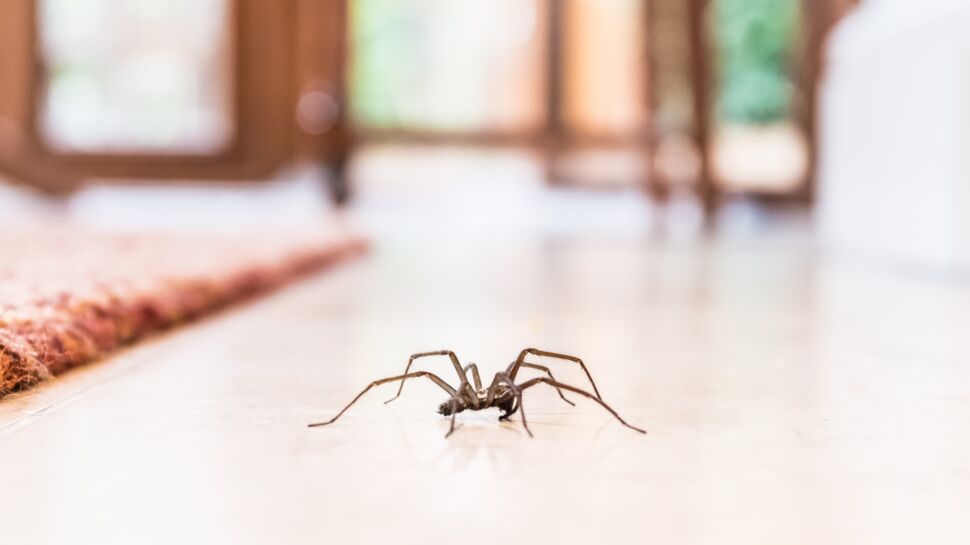 Araignées, mouches, mites, souris, cafards, termites... : 3 recettes naturelles pour se débarrasser des nuisibles dans la maison
