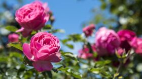 Comment avoir des fleurs plus colorées au jardin ?