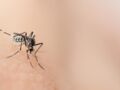 Moustiques et coronavirus : peuvent-ils nous transmettre le Covid-19 ?