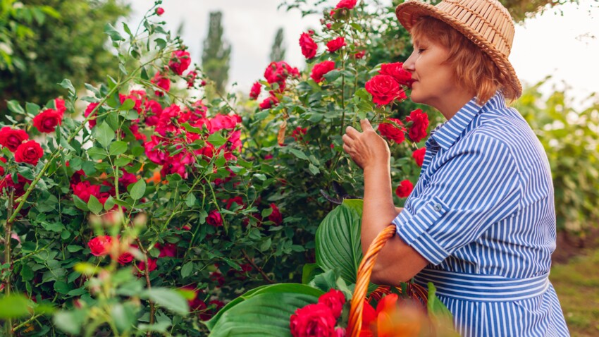 les roses les plus parfumées