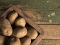 Comment stocker les pommes de terre pour les conserver plus longtemps ?