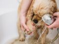 Coronavirus : des vétérinaires implorent les propriétaires d'animaux de ne pas les désinfecter