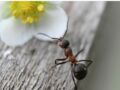 Tout savoir sur la fourmi