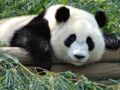 Tout savoir sur le panda