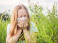 Ambroisie : tout ce qu'il faut savoir sur cette plante hautement allergisante