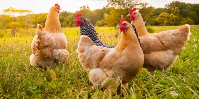 Grippe aviaire : tout savoir sur le virus H5N1