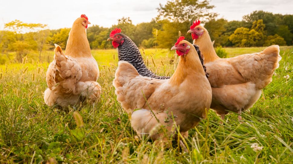 Grippe aviaire : tout savoir sur le virus H5N1