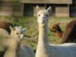 Coronavirus : les anticorps du lama, un nouvel espoir de traitement ?