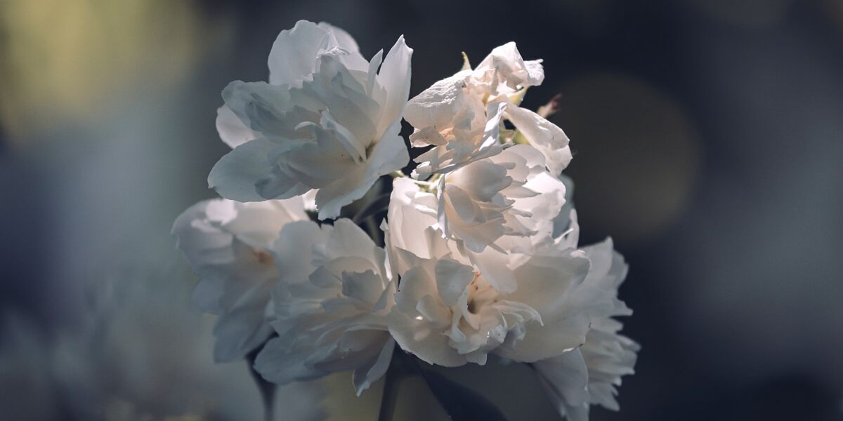 terre pour jasmin