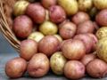 Pommes de terre : 7 variétés à (re)découvrir