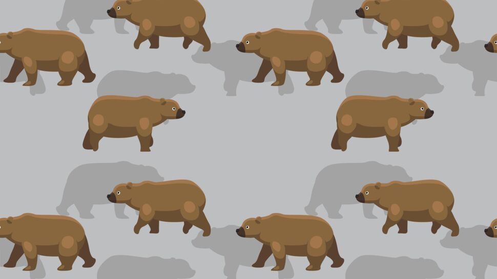 COMPRENDRE : Les ours