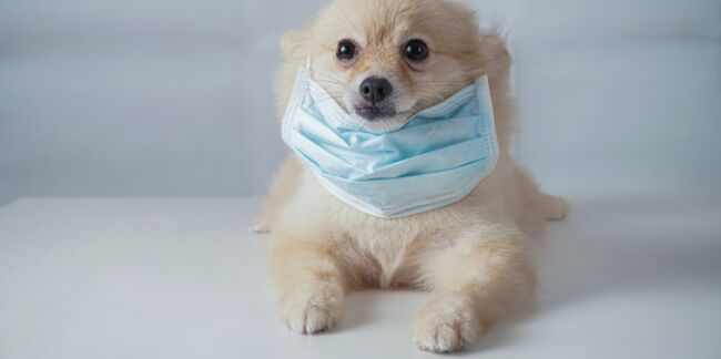 Masque de protection pour chiens : utile ou pas ?