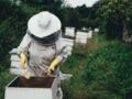 Tout savoir sur le métier d'apiculteur