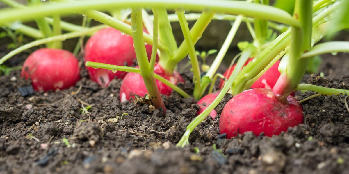 Comment planter et faire pousser des radis ? - Cuisine Actuelle