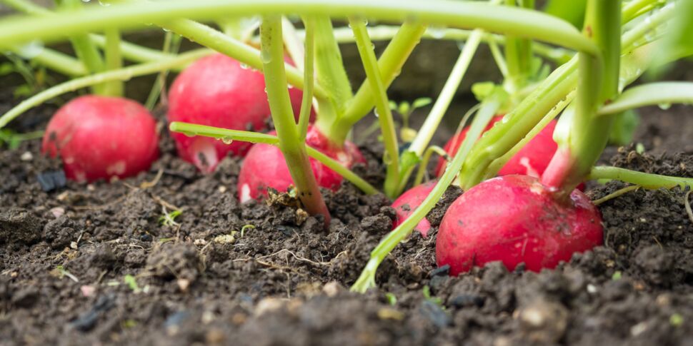 Comment planter et cultiver le radis noir ? - M6