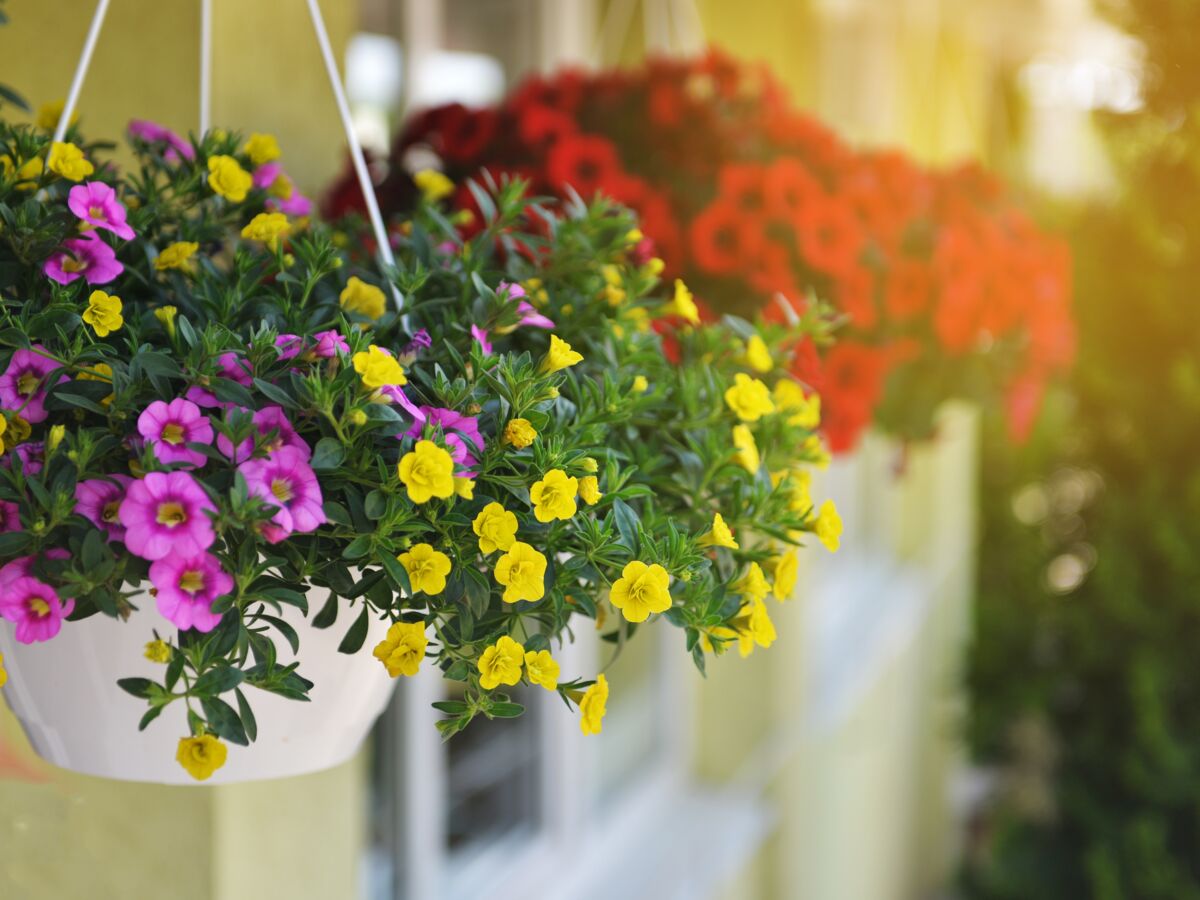 5 Plantes Pour Un Balcon Fleuri Femme Actuelle Le Mag