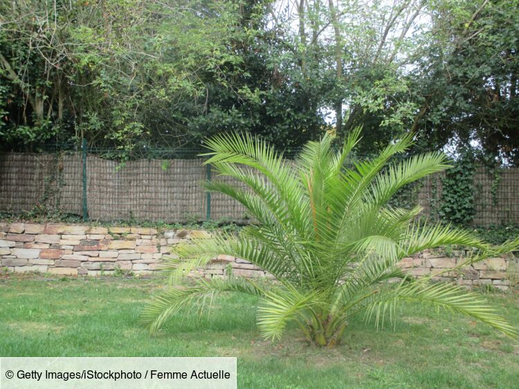 5 conseils avant de planter un palmier dans son jardin : Femme Actuelle Le  MAG