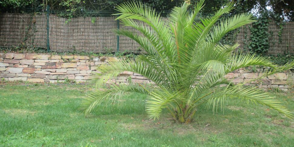 5 conseils avant de planter un palmier dans son jardin