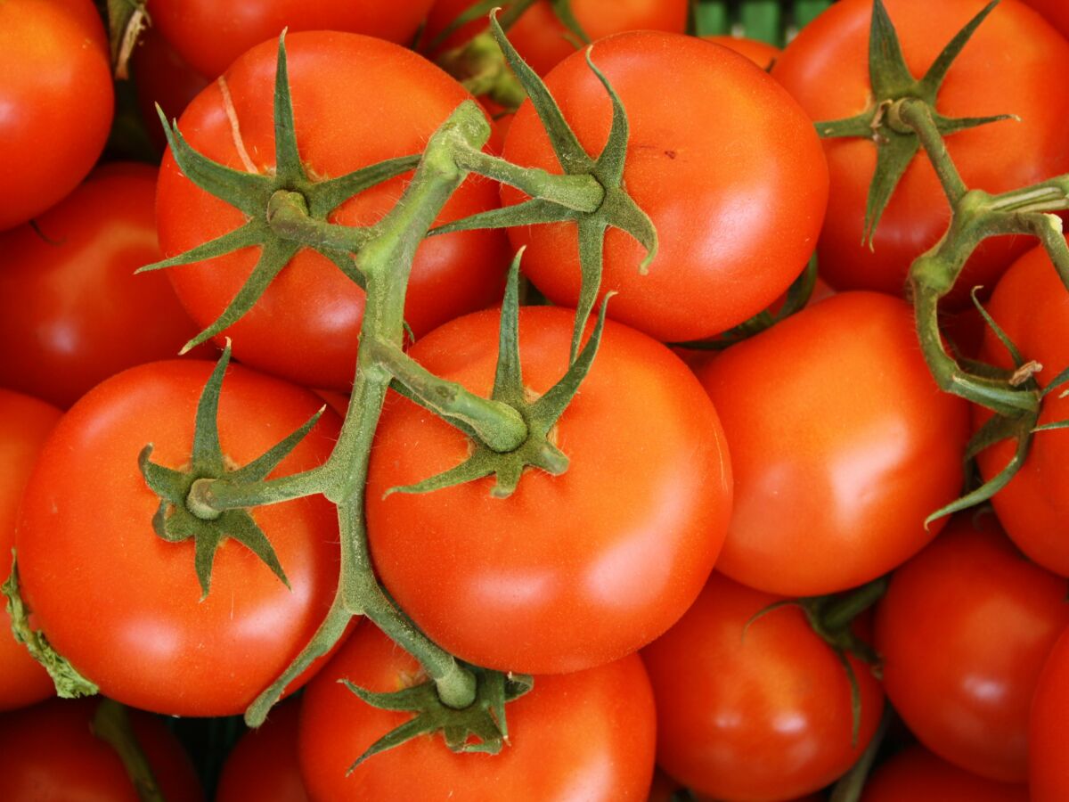 Tomate : fruit ou légume, bienfaits, saison