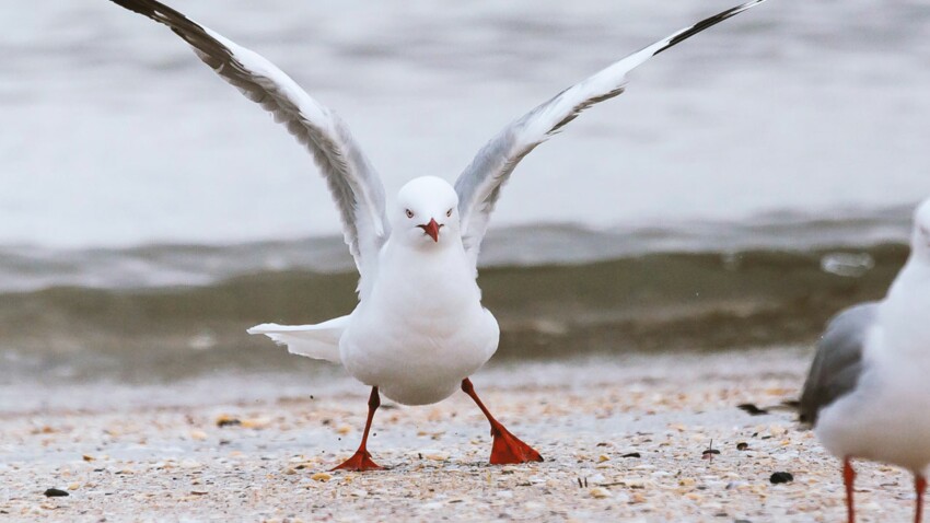 mouette en 6 lettres