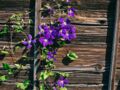 Planter des clématites au jardin ou au balcon, mode d’emploi