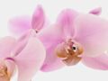 Tout savoir sur l'orchidée