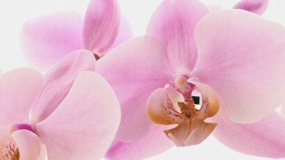 Comment fabriquer un terrarium pour orchidée ou fougère ? : Femme