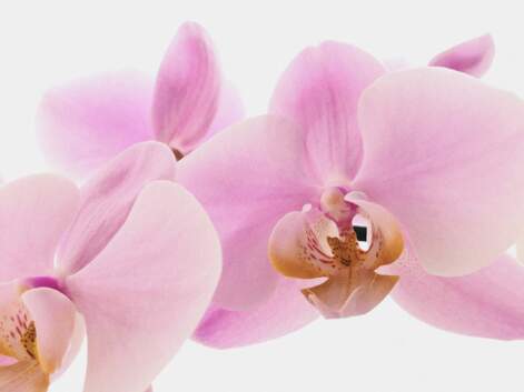 Orchidée : tout ce qu'il faut savoir sur cette fleur
