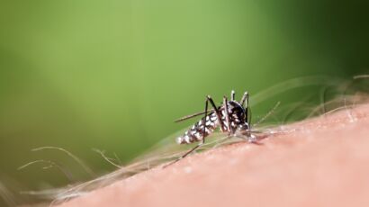 Repousse moustique tigre zika chikungunya repulsif ultrason chasse insecte  anti mouche papillon