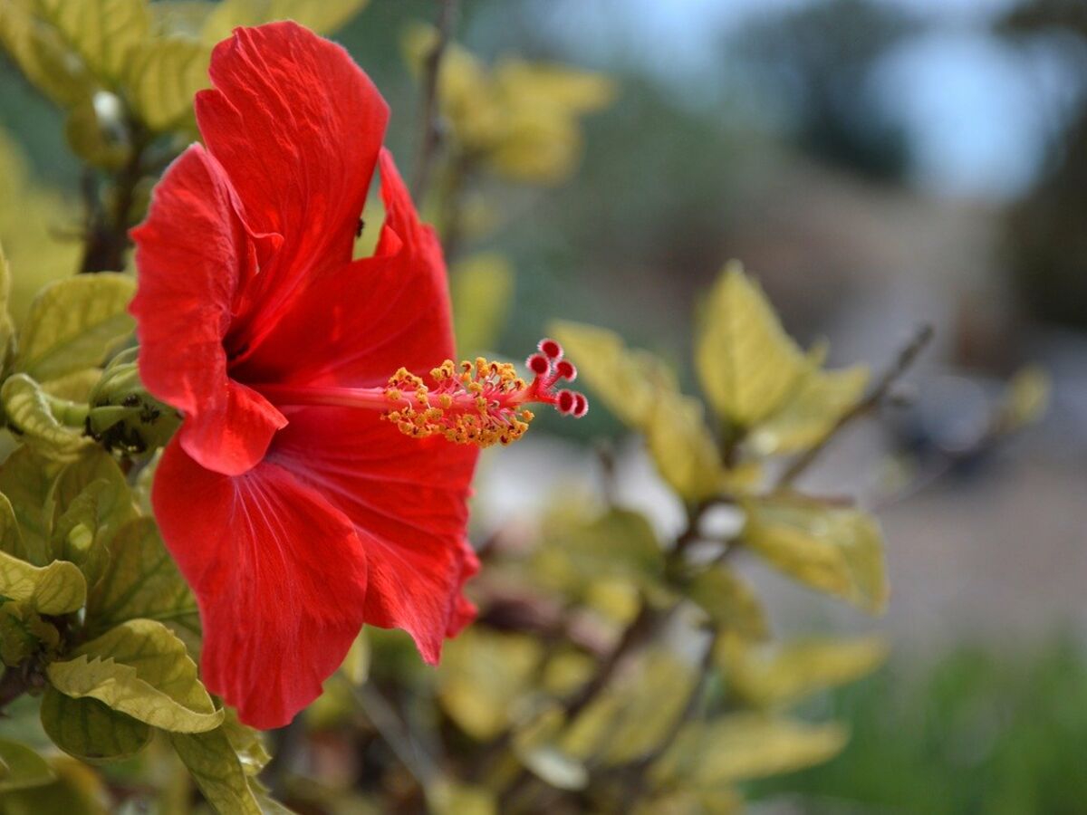 Fleurs d'hibiscus rouge 50g Racines – Kibo